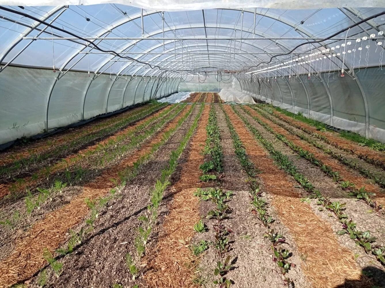 Weeding between rows with the oscillating hoe