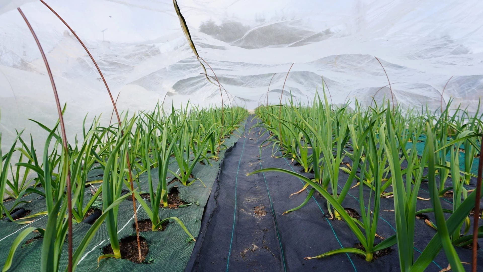 Cultivos de cebollas bajo malla anti-insectos
