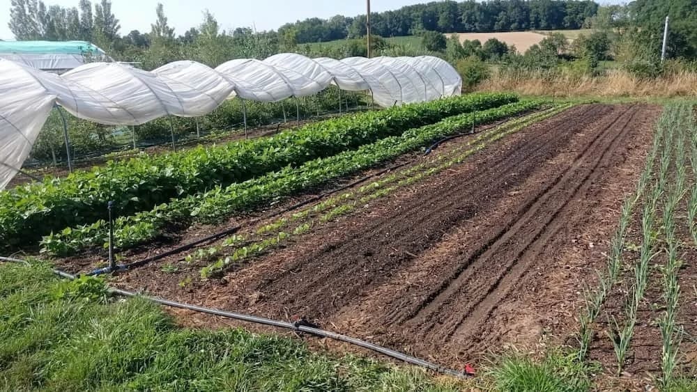 Drip lines aligned along the crops