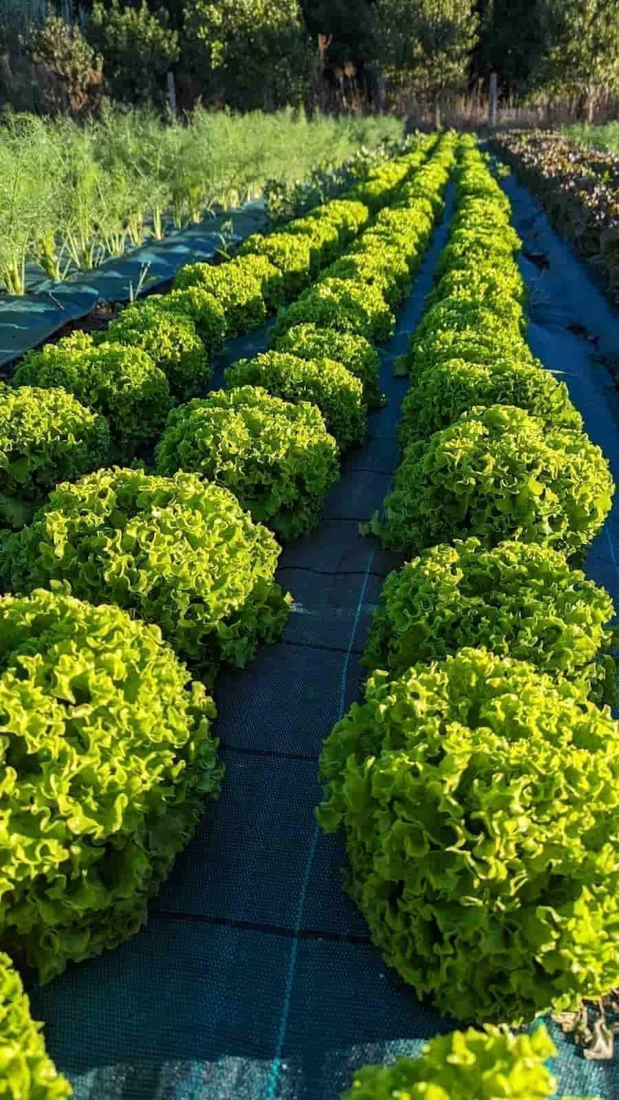Récolte de légumes variés