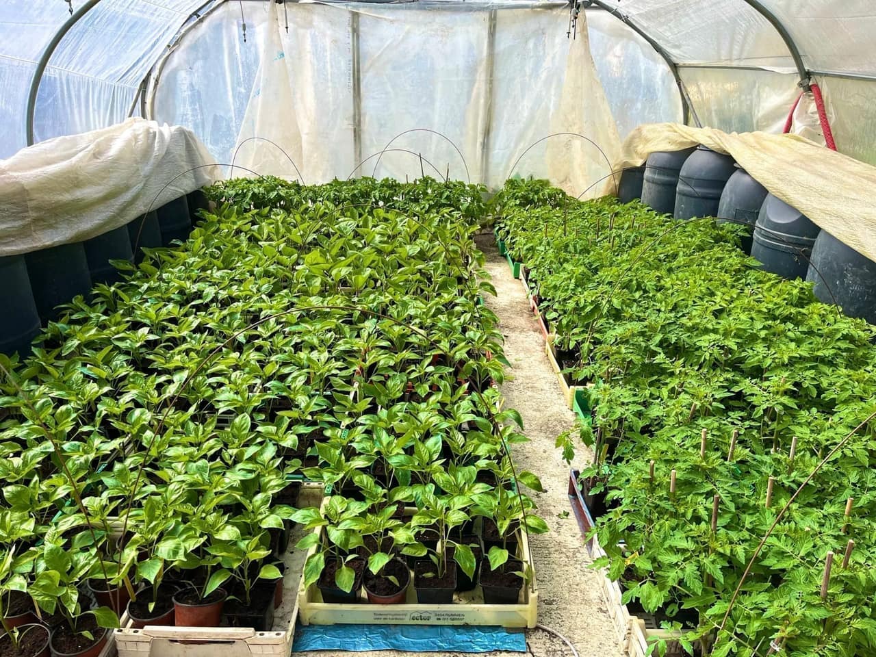 Manta térmica colocada en bloque sobre una mesa de plantas de solanáceas