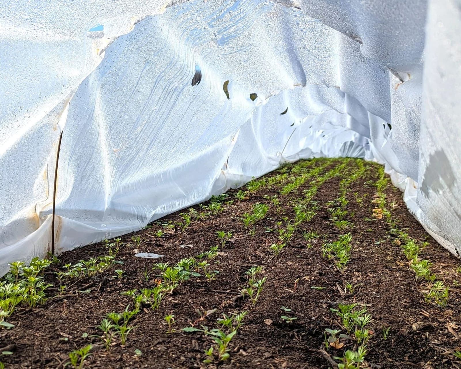Formule 1 tunnels lined up at the start of spring on the micro-farm